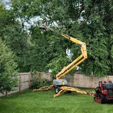  China Grove, TX Tree Services Pros